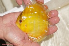 画像1: 【ウィンターセール対象個体】【ワイルドディスカス】【通販】ウラリアソリッドイエローセンターバー　ヤングスター【個体販売】9-11cm（生体）ウラリア産 (1)