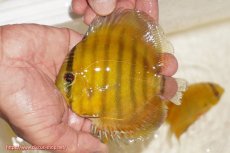 画像1: 【ウィンターセール対象個体】【ワイルドディスカス】【通販】ウラリアソリッドイエローセンターバー　ヤングスター【個体販売】9-11cm（生体）ウラリア産 (1)