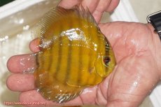 画像2: 【ウィンターセール対象個体】【ワイルドディスカス】【通販】ウラリアソリッドイエローセンターバー　ヤングスター【個体販売】9-11cm（生体）ウラリア産 (2)