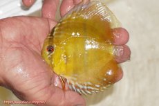 画像1: 【ウィンターセール対象個体】【ワイルドディスカス】【通販】ウラリアソリッドイエローセンターバー　ヤングスター【個体販売】9-11cm（生体）ウラリア産 (1)