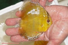 画像2: 【ウィンターセール対象個体】【ワイルドディスカス】【通販】ウラリアソリッドイエローセンターバー　ヤングスター【個体販売】9-11cm（生体）ウラリア産 (2)