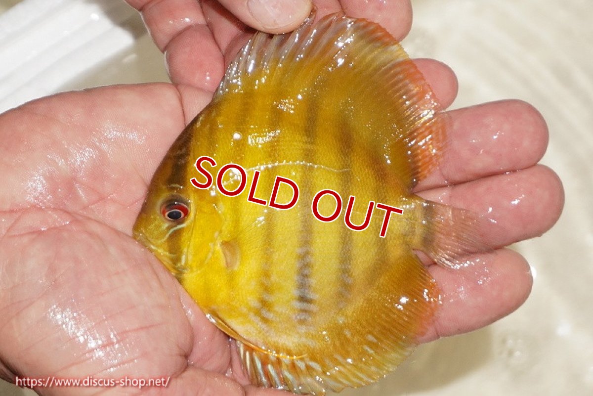 画像1: 【ワイルドディスカス】【通販】ウラリアソリッドイエローセンターバー　ヤングスター【個体販売】9-11cm（生体）ウラリア産 (1)