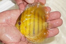 画像1: 【ウィンターセール対象個体】【ワイルドディスカス】【通販】ウラリアソリッドイエローセンターバー　ヤングスター【個体販売】9-11cm（生体）ウラリア産 (1)