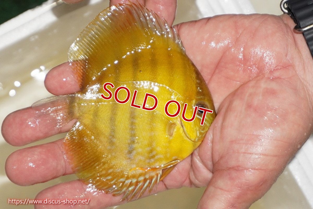画像2: 【ワイルドディスカス】【通販】ウラリアソリッドイエローセンターバー　ヤングスター【個体販売】9-11cm（生体）ウラリア産 (2)
