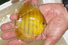 画像2: 【ウィンターセール対象個体】【ワイルドディスカス】【通販】ウラリアソリッドイエローセンターバー　ヤングスター【個体販売】9-11cm（生体）ウラリア産 (2)