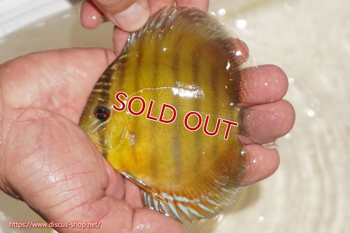 画像1: 【ワイルドディスカス】【通販】ウラリアソリッドイエローセンターバー　ヤングスター【個体販売】9-11cm（生体）ウラリア産 (1)