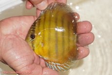 画像1: 【ウィンターセール対象個体】【ワイルドディスカス】【通販】ウラリアソリッドイエローセンターバー　ヤングスター【個体販売】9-11cm（生体）ウラリア産 (1)