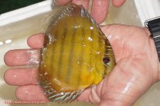 画像2: 【ウィンターセール対象個体】【ワイルドディスカス】【通販】ウラリアソリッドイエローセンターバー　ヤングスター【個体販売】9-11cm（生体）ウラリア産 (2)