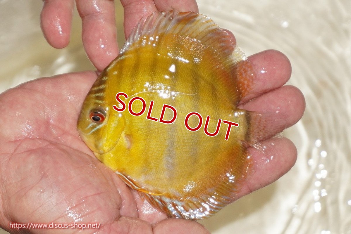 画像1: 【決算セール対象個体】【ワイルドディスカス】【通販】ウラリアソリッドイエローセンターバー　ヤングスター【個体販売】9-11cm（生体）ウラリア産 (1)