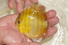 画像1: 【ウィンターセール対象個体】【ワイルドディスカス】【通販】ウラリアソリッドイエローセンターバー　ヤングスター【個体販売】9-11cm（生体）ウラリア産 (1)