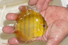 画像2: 【ウィンターセール対象個体】【ワイルドディスカス】【通販】ウラリアソリッドイエローセンターバー　ヤングスター【個体販売】9-11cm（生体）ウラリア産 (2)