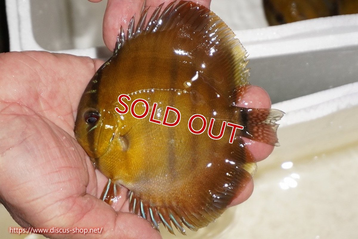 画像1: 【決算セール対象個体】【ワイルドディスカス】【通販】ウラリアソリッドイエローセンターバー　ヤングスター【個体販売】9-11cm（生体）ウラリア産 (1)