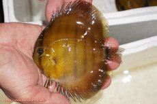 画像1: 【ウィンターセール対象個体】【ワイルドディスカス】【通販】ウラリアソリッドイエローセンターバー　ヤングスター【個体販売】9-11cm（生体）ウラリア産 (1)