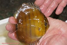 画像2: 【ウィンターセール対象個体】【ワイルドディスカス】【通販】ウラリアソリッドイエローセンターバー　ヤングスター【個体販売】9-11cm（生体）ウラリア産 (2)