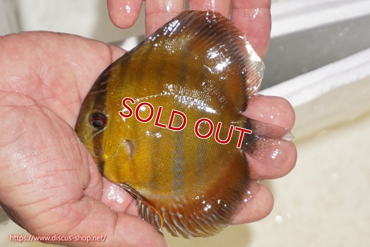 画像1: 【決算セール対象個体】【ワイルドディスカス】【通販】ウラリアソリッドイエローセンターバー　ヤングスター【個体販売】9-11cm（生体）ウラリア産 (1)