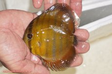 画像1: 【ウィンターセール対象個体】【ワイルドディスカス】【通販】ウラリアソリッドイエローセンターバー　ヤングスター【個体販売】9-11cm（生体）ウラリア産 (1)