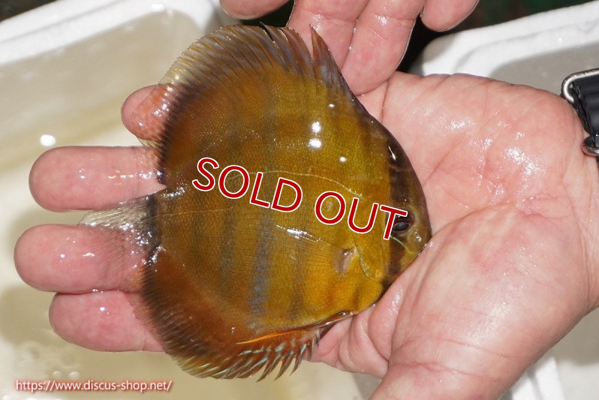画像2: 【決算セール対象個体】【ワイルドディスカス】【通販】ウラリアソリッドイエローセンターバー　ヤングスター【個体販売】9-11cm（生体）ウラリア産 (2)