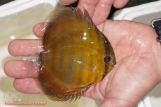 画像2: 【ウィンターセール対象個体】【ワイルドディスカス】【通販】ウラリアソリッドイエローセンターバー　ヤングスター【個体販売】9-11cm（生体）ウラリア産 (2)