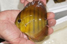 画像1: 【ウィンターセール対象個体】【ワイルドディスカス】【通販】ウラリアソリッドイエローセンターバー　ヤングスター【個体販売】9-11cm（生体）ウラリア産 (1)