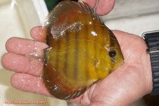 画像2: 【ウィンターセール対象個体】【ワイルドディスカス】【通販】ウラリアソリッドイエローセンターバー　ヤングスター【個体販売】9-11cm（生体）ウラリア産 (2)