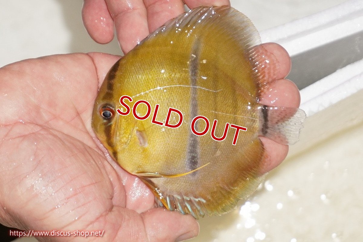 画像1: 【決算セール対象個体】【ワイルドディスカス】【通販】ウラリアソリッドイエローセンターバー　ヤングスター【個体販売】9-11cm（生体）ウラリア産 (1)