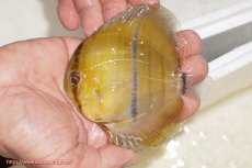 画像1: 【ウィンターセール対象個体】【ワイルドディスカス】【通販】ウラリアソリッドイエローセンターバー　ヤングスター【個体販売】9-11cm（生体）ウラリア産 (1)