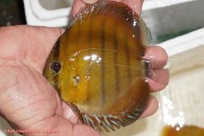 画像1: 【ウィンターセール対象個体】【ワイルドディスカス】【通販】ウラリアソリッドイエローセンターバー　ヤングスター【個体販売】9-11cm（生体）ウラリア産 (1)