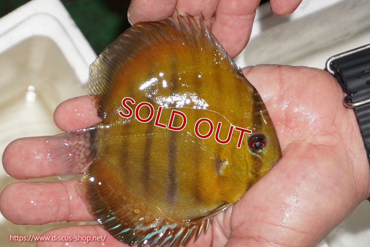 画像2: 【決算セール対象個体】【ワイルドディスカス】【通販】ウラリアソリッドイエローセンターバー　ヤングスター【個体販売】9-11cm（生体）ウラリア産 (2)
