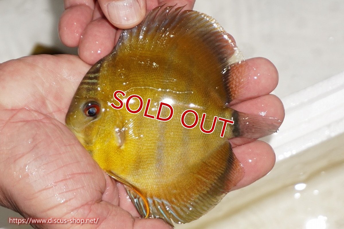 画像1: 【除夜の鐘20260円】【ワイルドディスカス】【通販】ウラリアソリッドイエローセンターバー　ヤングスター【個体販売】9-11cm（生体）ウラリア産【クーポン割引き有り！詳細は説明欄で】 (1)