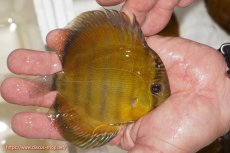 画像2: 【ウィンターセール対象個体】【ワイルドディスカス】【通販】ウラリアソリッドイエローセンターバー　ヤングスター【個体販売】9-11cm（生体）ウラリア産 (2)