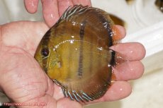 画像1: 【ウィンターセール対象個体】【ワイルドディスカス】【通販】ウラリアソリッドイエローセンターバー　ヤングスター【個体販売】9-11cm（生体）ウラリア産 (1)