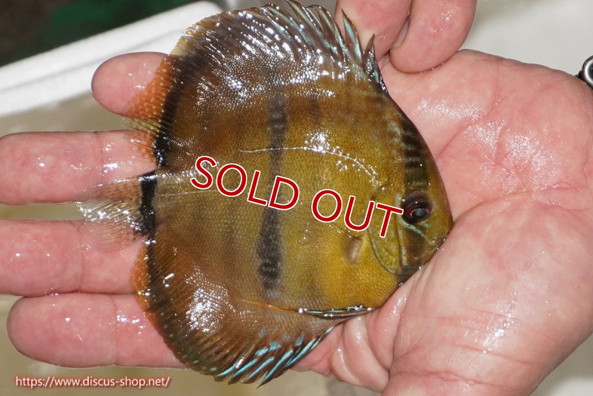 画像2: 【除夜の鐘20260円】【ワイルドディスカス】【通販】ウラリアソリッドイエローセンターバー　ヤングスター【個体販売】9-11cm（生体）ウラリア産【クーポン割引き有り！詳細は説明欄で】 (2)