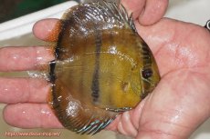 画像2: 【ウィンターセール対象個体】【ワイルドディスカス】【通販】ウラリアソリッドイエローセンターバー　ヤングスター【個体販売】9-11cm（生体）ウラリア産 (2)