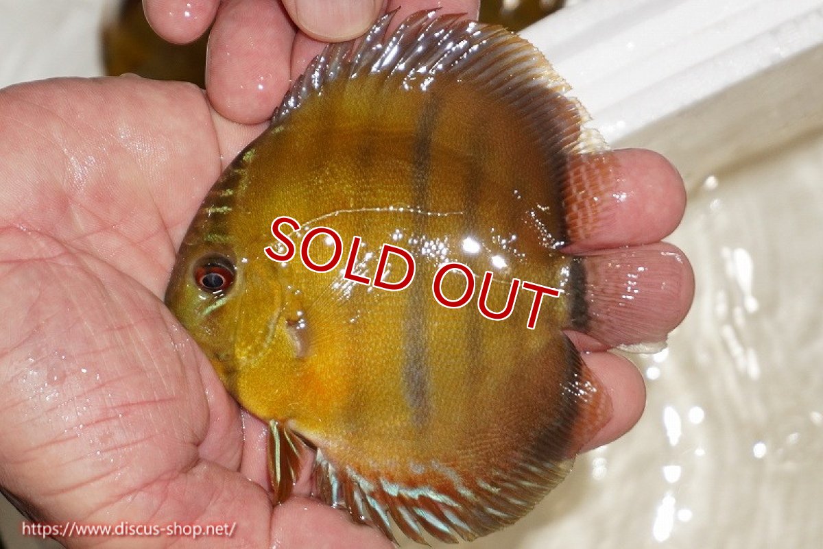 画像1: 【除夜の鐘20260円】【ワイルドディスカス】【通販】ウラリアソリッドイエローセンターバー　ヤングスター【個体販売】9-11cm（生体）ウラリア産【クーポン割引き有り！詳細は説明欄で】 (1)