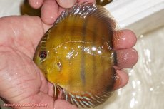 画像1: 【ウィンターセール対象個体】【ワイルドディスカス】【通販】ウラリアソリッドイエローセンターバー　ヤングスター【個体販売】9-11cm（生体）ウラリア産 (1)