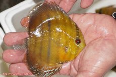 画像2: 【ウィンターセール対象個体】【ワイルドディスカス】【通販】ウラリアソリッドイエローセンターバー　ヤングスター【個体販売】9-11cm（生体）ウラリア産 (2)