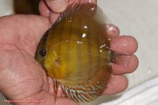 画像1: 【ウィンターセール対象個体】【ワイルドディスカス】【通販】ウラリアソリッドイエローセンターバー　ヤングスター【個体販売】9-11cm（生体）ウラリア産 (1)