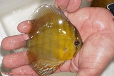 画像2: 【ウィンターセール対象個体】【ワイルドディスカス】【通販】ウラリアソリッドイエローセンターバー　ヤングスター【個体販売】9-11cm（生体）ウラリア産 (2)