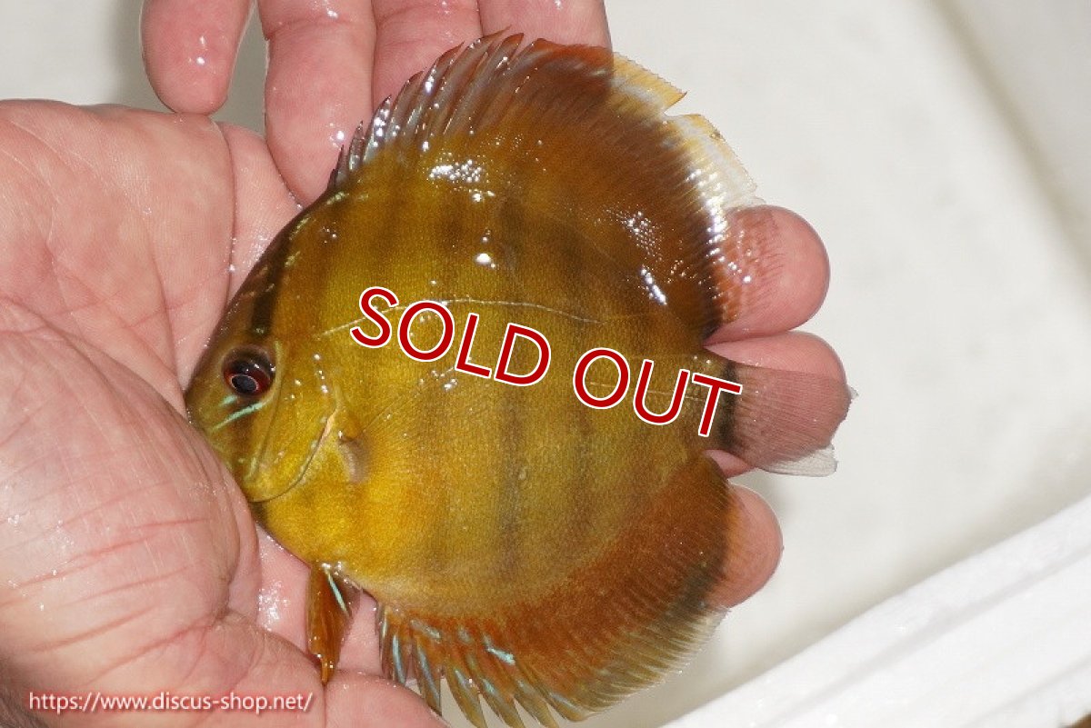 画像1: 【除夜の鐘20260円】【ワイルドディスカス】【通販】ウラリアソリッドイエローセンターバー　ヤングスター【個体販売】9-11cm（生体）ウラリア産【クーポン割引き有り！詳細は説明欄で】 (1)