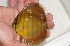 画像1: 【ウィンターセール対象個体】【ワイルドディスカス】【通販】ウラリアソリッドイエローセンターバー　ヤングスター【個体販売】9-11cm（生体）ウラリア産 (1)