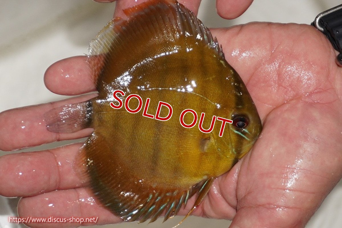 画像2: 【除夜の鐘20260円】【ワイルドディスカス】【通販】ウラリアソリッドイエローセンターバー　ヤングスター【個体販売】9-11cm（生体）ウラリア産【クーポン割引き有り！詳細は説明欄で】 (2)