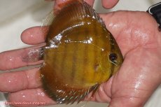 画像2: 【ウィンターセール対象個体】【ワイルドディスカス】【通販】ウラリアソリッドイエローセンターバー　ヤングスター【個体販売】9-11cm（生体）ウラリア産 (2)