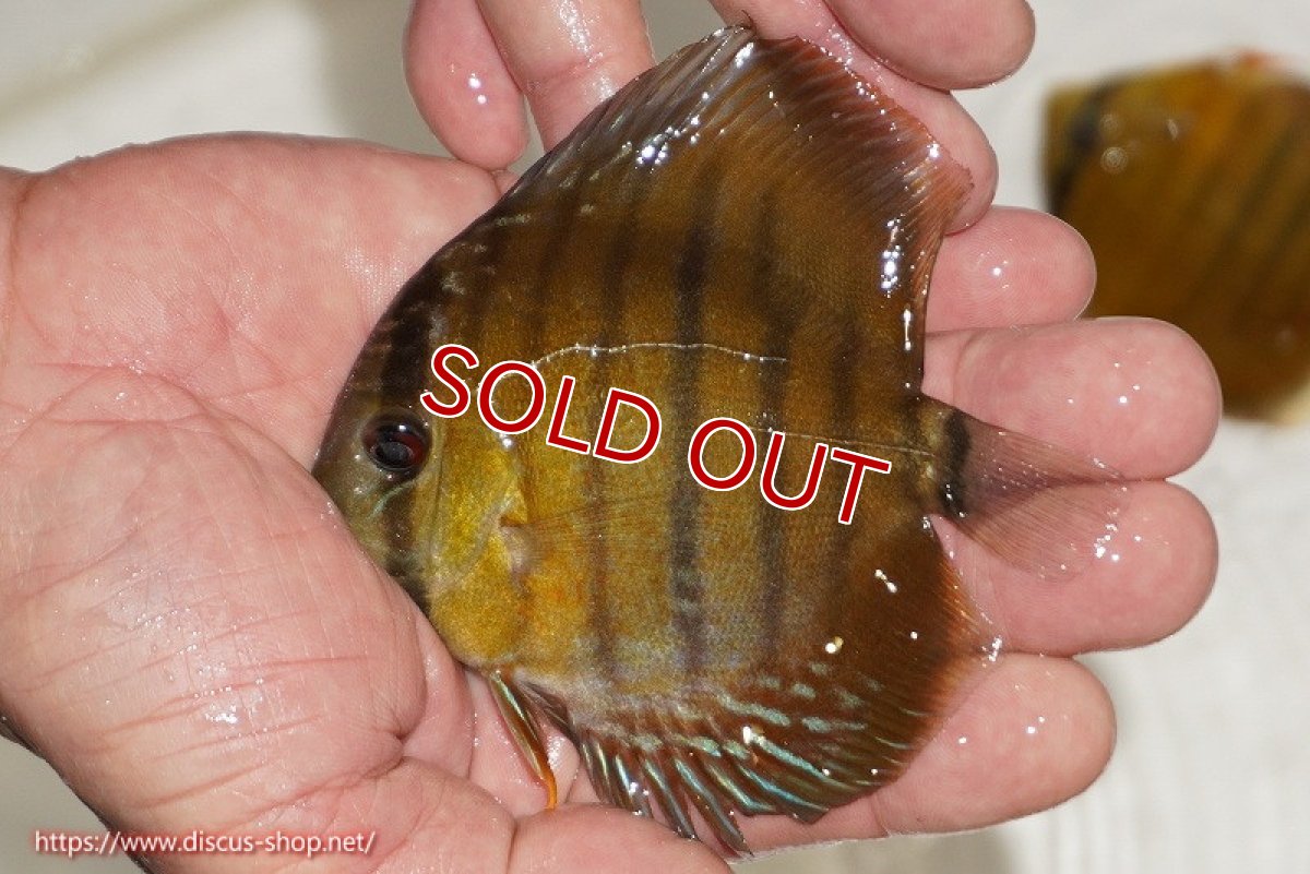 画像1: 【除夜の鐘20260円】【ワイルドディスカス】【通販】ウラリアソリッドイエローセンターバー　ヤングスター【個体販売】9-11cm（生体）ウラリア産【クーポン割引き有り！詳細は説明欄で】 (1)