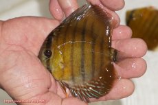 画像1: 【ウィンターセール対象個体】【ワイルドディスカス】【通販】ウラリアソリッドイエローセンターバー　ヤングスター【個体販売】9-11cm（生体）ウラリア産 (1)