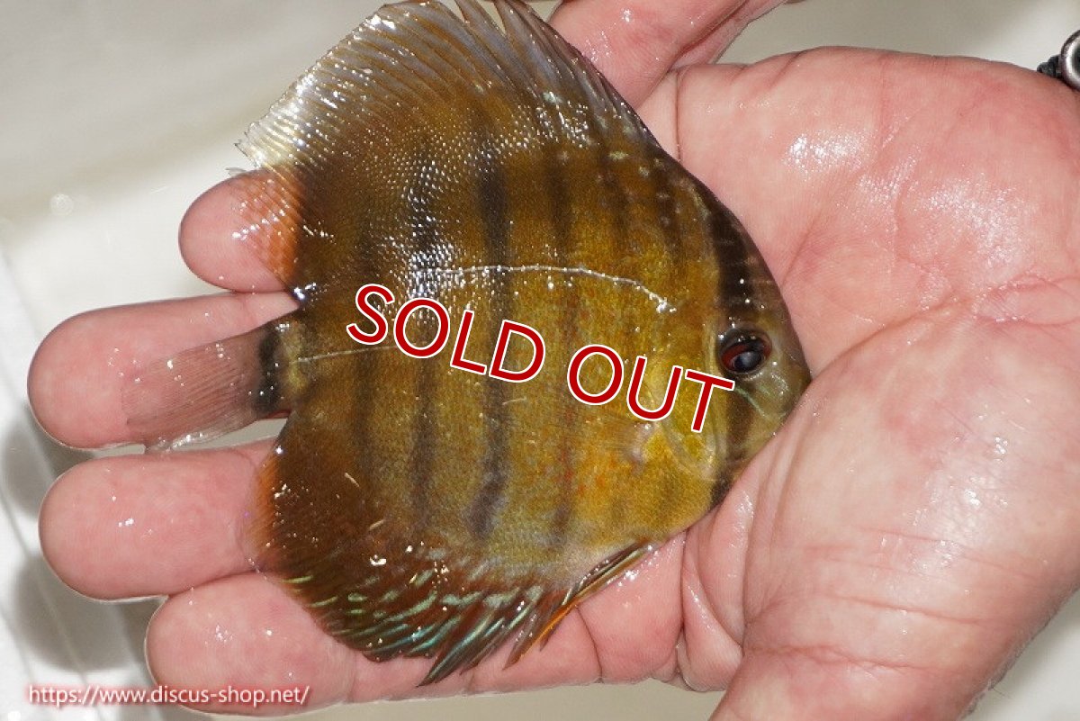 画像2: 【除夜の鐘20260円】【ワイルドディスカス】【通販】ウラリアソリッドイエローセンターバー　ヤングスター【個体販売】9-11cm（生体）ウラリア産【クーポン割引き有り！詳細は説明欄で】 (2)