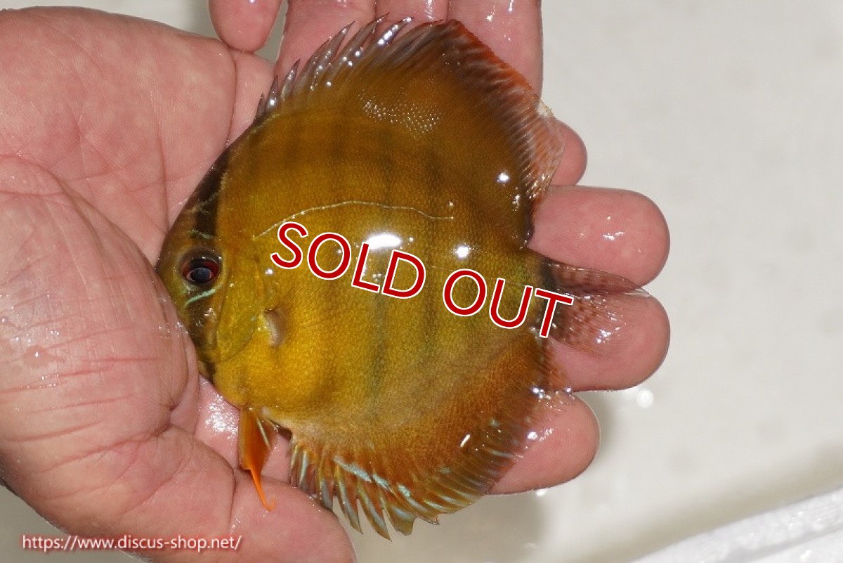 画像1: 【除夜の鐘20260円】【ワイルドディスカス】【通販】ウラリアソリッドイエローセンターバー　ヤングスター【個体販売】9-11cm（生体）ウラリア産【クーポン割引き有り！詳細は説明欄で】 (1)