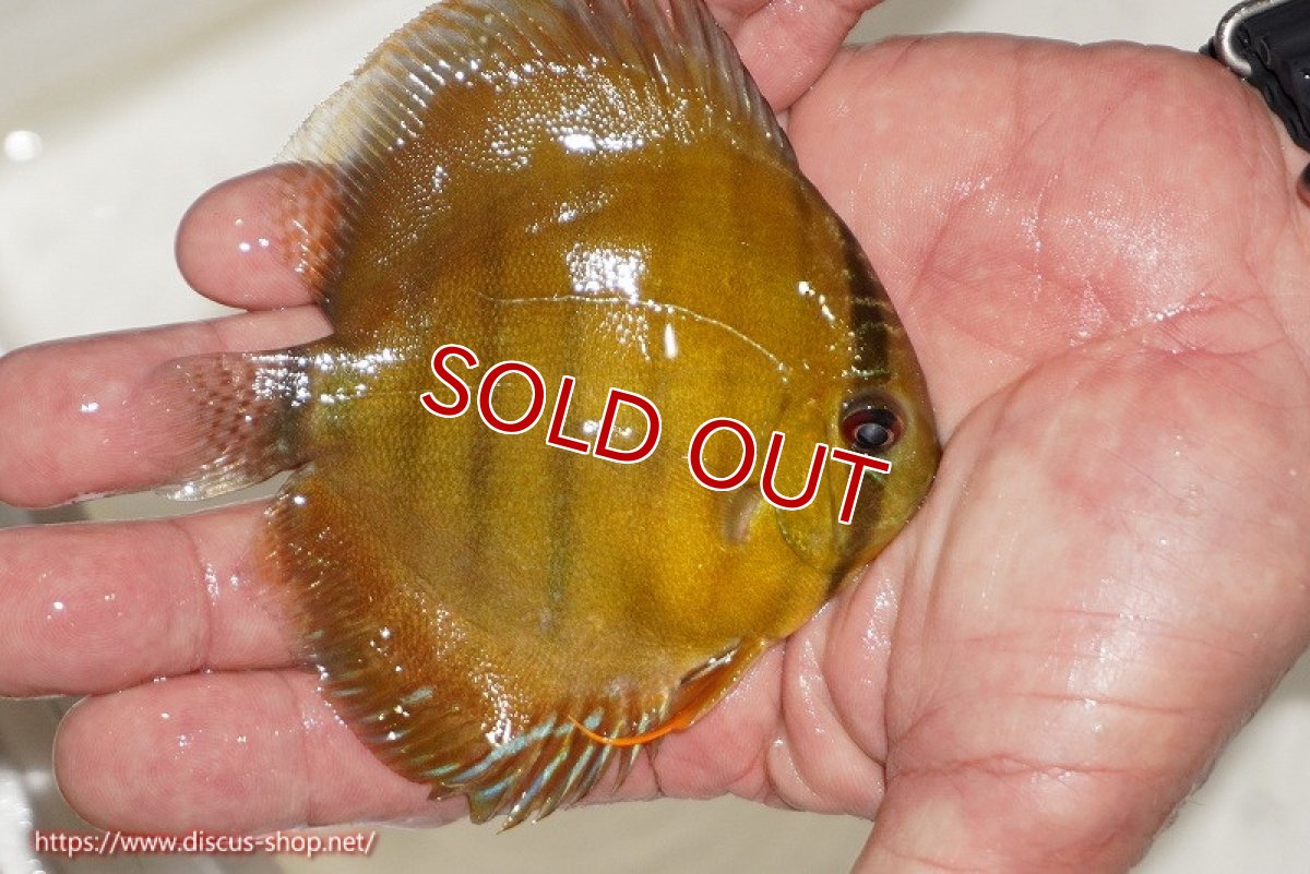 画像2: 【除夜の鐘20260円】【ワイルドディスカス】【通販】ウラリアソリッドイエローセンターバー　ヤングスター【個体販売】9-11cm（生体）ウラリア産【クーポン割引き有り！詳細は説明欄で】 (2)