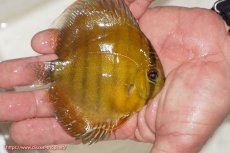 画像2: 【ウィンターセール対象個体】【ワイルドディスカス】【通販】ウラリアソリッドイエローセンターバー　ヤングスター【個体販売】9-11cm（生体）ウラリア産 (2)