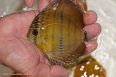 画像1: 【ウィンターセール対象個体】【ワイルドディスカス】【通販】ウラリアソリッドイエローセンターバー　ヤングスター(尻ヒレ欠け有）【個体販売】9-11cm（生体）ウラリア産 (1)