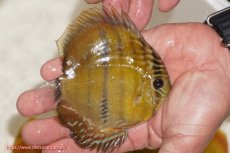 画像2: 【ウィンターセール対象個体】【ワイルドディスカス】【通販】ウラリアソリッドイエローセンターバー　ヤングスター(尻ヒレ欠け有）【個体販売】9-11cm（生体）ウラリア産 (2)